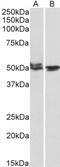 Vacuolar fusion protein MON1 homolog A antibody, PA5-19259, Invitrogen Antibodies, Western Blot image 