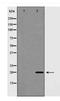 Caveolin 1 antibody, TA347996, Origene, Western Blot image 