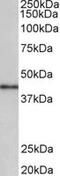 Cyclin-D1-binding protein 1 antibody, MBS422792, MyBioSource, Western Blot image 