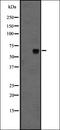 Frizzled Class Receptor 10 antibody, orb335600, Biorbyt, Western Blot image 