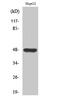 Probable G-protein coupled receptor 19 antibody, A14590-2, Boster Biological Technology, Western Blot image 