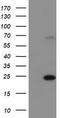 SAYSVFN Motif Domain Containing 1 antibody, LS-C173896, Lifespan Biosciences, Western Blot image 