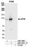 Eukaryotic Translation Initiation Factor 3 Subunit B antibody, A301-761A, Bethyl Labs, Immunoprecipitation image 