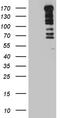 DNA Topoisomerase II Binding Protein 1 antibody, CF811658, Origene, Western Blot image 