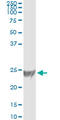 RAS Related antibody, LS-C198133, Lifespan Biosciences, Immunoprecipitation image 