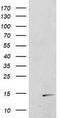 RNA Polymerase II Subunit J2 antibody, TA502562S, Origene, Western Blot image 
