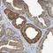 Secretogranin II antibody, NBP1-85631, Novus Biologicals, Immunohistochemistry frozen image 