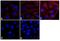 Mouse IgG (H+L) antibody, M30010, Invitrogen Antibodies, Immunofluorescence image 
