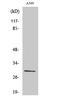 40S ribosomal protein S8 antibody, A07839S8, Boster Biological Technology, Western Blot image 