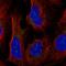 HEAT repeat-containing protein 1 antibody, HPA062200, Atlas Antibodies, Immunocytochemistry image 