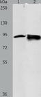Ribonucleotide Reductase Catalytic Subunit M1 antibody, TA323395, Origene, Western Blot image 