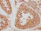 LEO1 antibody, CSB-PA845150NA01HU, Cusabio, Immunohistochemistry frozen image 