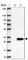 Rhophilin Associated Tail Protein 1 Like antibody, HPA041830, Atlas Antibodies, Western Blot image 