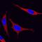 Mitogen-Activated Protein Kinase 9 antibody, MAB1846, R&D Systems, Immunofluorescence image 