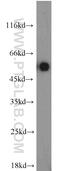 Limb Development Membrane Protein 1 Like antibody, 12154-1-AP, Proteintech Group, Western Blot image 