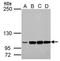 LIG3 antibody, GTX117929, GeneTex, Western Blot image 