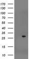 Suppressor Of Cytokine Signaling 3 antibody, CF502921, Origene, Western Blot image 