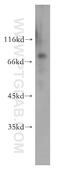 Radial spoke head protein 3 homolog antibody, 17603-1-AP, Proteintech Group, Western Blot image 