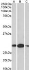 Homeobox A5 antibody, MBS423262, MyBioSource, Western Blot image 