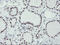 Ubiquitin carboxyl-terminal hydrolase 7 antibody, LS-C799407, Lifespan Biosciences, Immunohistochemistry paraffin image 