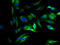 Solute Carrier Family 25 Member 26 antibody, A60946-100, Epigentek, Immunofluorescence image 