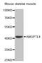 Angiopoietin-related protein 4 antibody, LS-C331822, Lifespan Biosciences, Western Blot image 