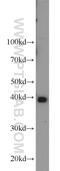 Peptidylprolyl Isomerase D antibody, 12716-1-AP, Proteintech Group, Western Blot image 
