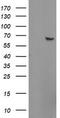 Zinc Finger Protein 280A antibody, TA800173AM, Origene, Western Blot image 