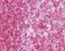 Hcp antibody, TA318612, Origene, Immunohistochemistry frozen image 