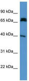 Doublecortin Domain Containing 2 antibody, TA345033, Origene, Western Blot image 