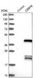 CCAAT Enhancer Binding Protein Epsilon antibody, NBP1-85446, Novus Biologicals, Western Blot image 