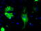 Serine/threonine-protein kinase B-raf antibody, TA500844, Origene, Immunofluorescence image 