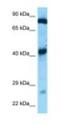 G Elongation Factor Mitochondrial 1 antibody, NBP1-98458, Novus Biologicals, Western Blot image 
