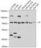 Transferrin antibody, GTX32933, GeneTex, Western Blot image 