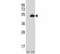 Paired Box 6 antibody, F42570-0.4ML, NSJ Bioreagents, Western Blot image 