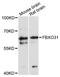 F-Box Protein 31 antibody, LS-C747958, Lifespan Biosciences, Western Blot image 