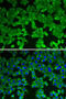 Methylthioadenosine Phosphorylase antibody, LS-C331222, Lifespan Biosciences, Immunofluorescence image 