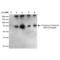 4 Hydroxynonenal antibody, LS-C777291, Lifespan Biosciences, Western Blot image 