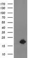 Destrin, Actin Depolymerizing Factor antibody, TA502608, Origene, Western Blot image 