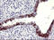 Serpin Family B Member 3 antibody, LS-C338272, Lifespan Biosciences, Immunohistochemistry frozen image 