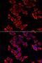 Ribosomal Protein L9 antibody, LS-C748670, Lifespan Biosciences, Immunofluorescence image 