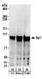 Sp1 Transcription Factor antibody, A303-944A, Bethyl Labs, Western Blot image 