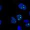 Chromosome 8 Open Reading Frame 34 antibody, HPA053065, Atlas Antibodies, Immunofluorescence image 