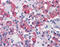 Growth Hormone 1 antibody, 48-092, ProSci, Enzyme Linked Immunosorbent Assay image 