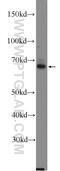 Solute Carrier Family 6 Member 3 antibody, 22524-1-AP, Proteintech Group, Western Blot image 