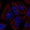 PCNA Clamp Associated Factor antibody, HPA047929, Atlas Antibodies, Immunofluorescence image 