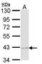 COP9 Signalosome Subunit 5 antibody, PA5-29872, Invitrogen Antibodies, Western Blot image 