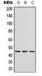 Zinc Finger Protein 174 antibody, orb224042, Biorbyt, Western Blot image 