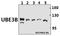 Ubiquitin Protein Ligase E3B antibody, A10679-1, Boster Biological Technology, Western Blot image 