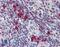 NTAL antibody, LS-B3733, Lifespan Biosciences, Immunohistochemistry paraffin image 